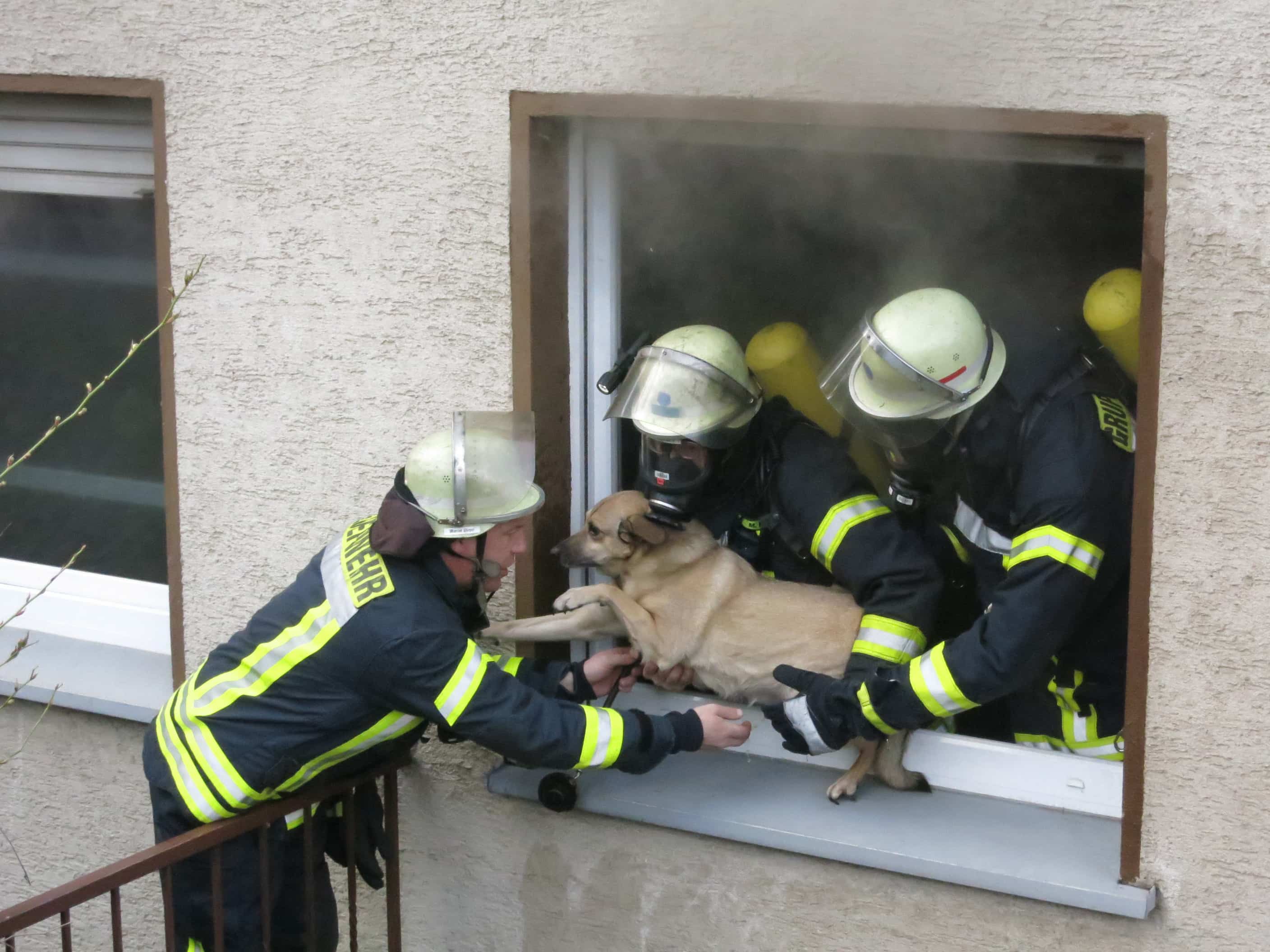 Wohnungsbrand mit Tierrettung